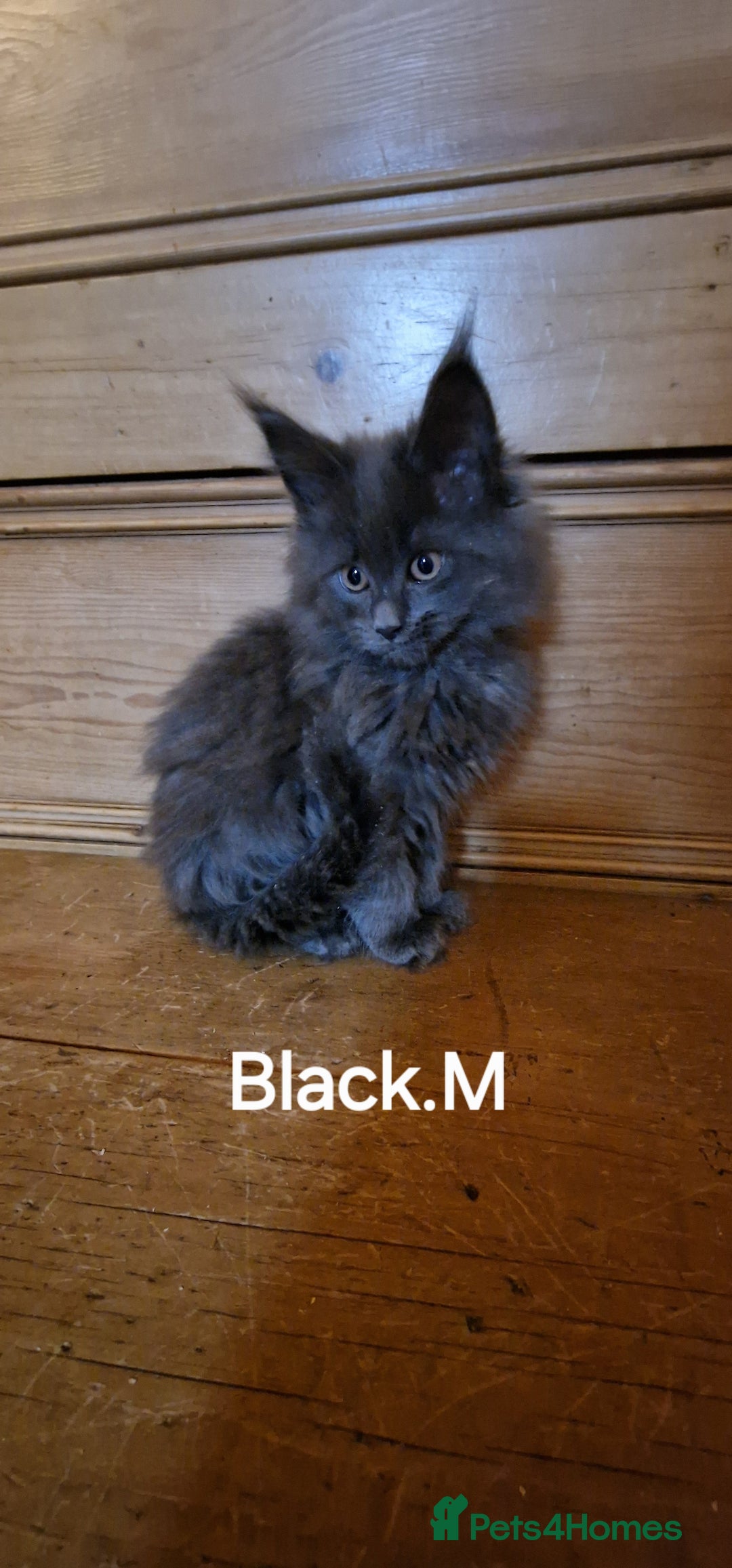 Maine Coon cats for sale: Maine coon kittens  - Advert 7