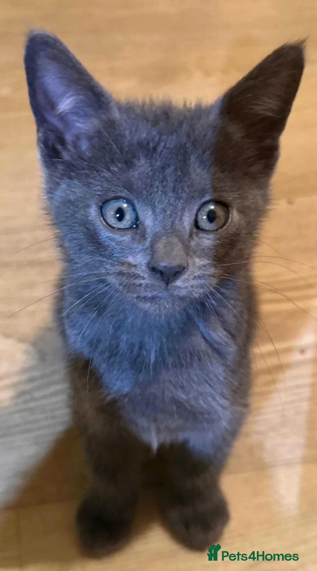 Domestic Shorthair cats for sale: 5 beautiful kittens in Ammanford - Advert 2
