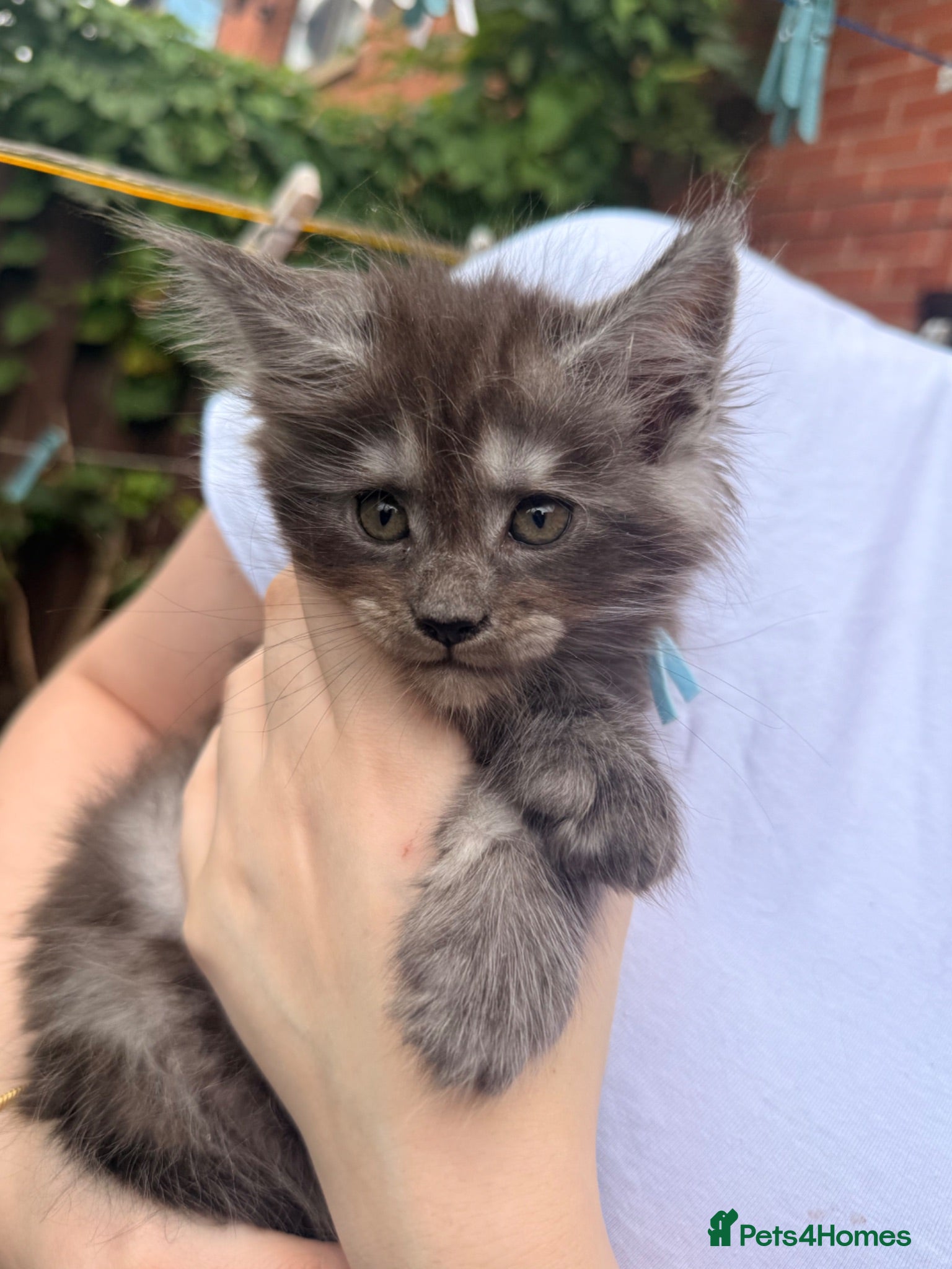 Maine Coon cats Exceptional Smoke / classic MAINCOON kittens  - Advert 2