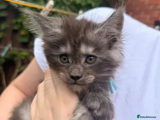 Maine Coon cats Exceptional Smoke / classic MAINCOON kittens - Advert 12