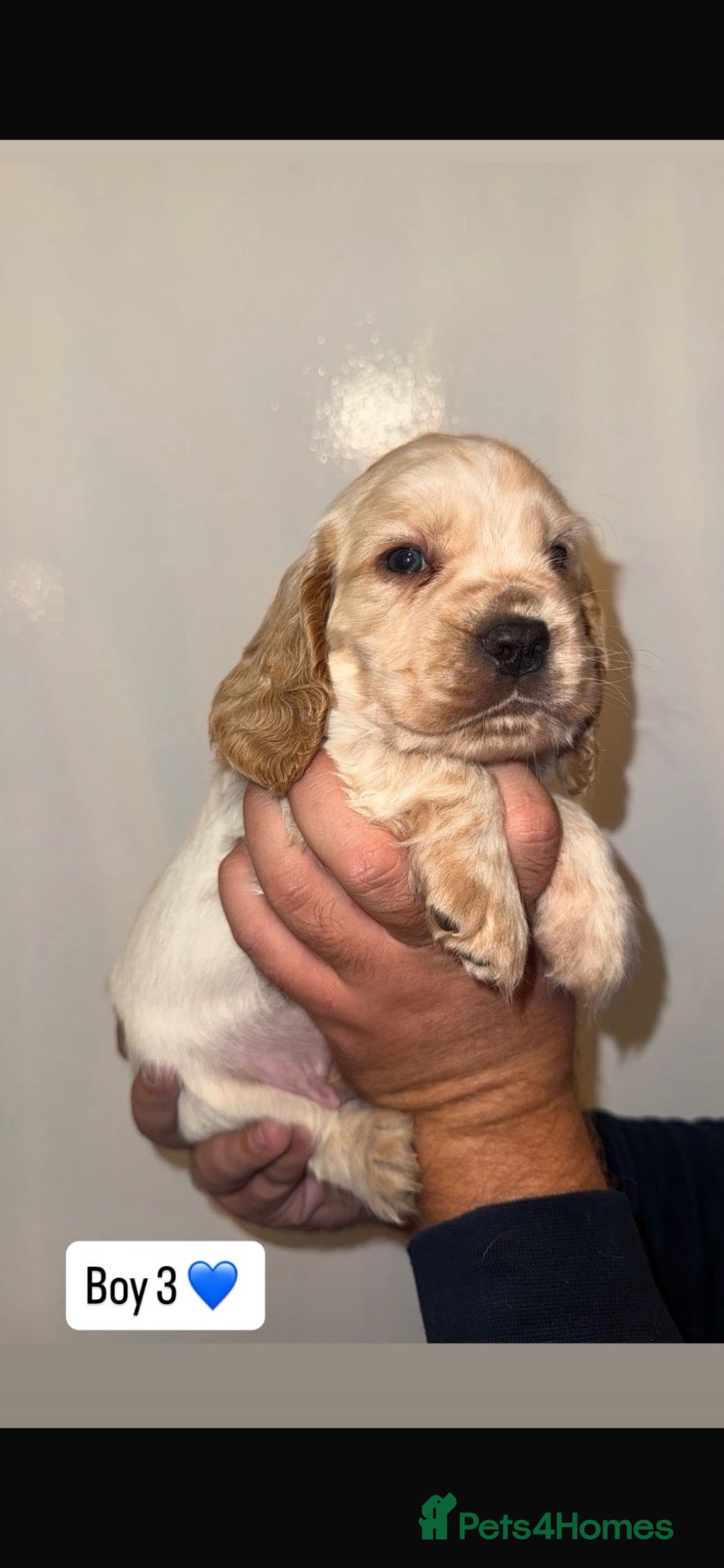 Cocker Spaniel dogs Show type 🐾 cocker spaniel puppy’s  - Advert 2