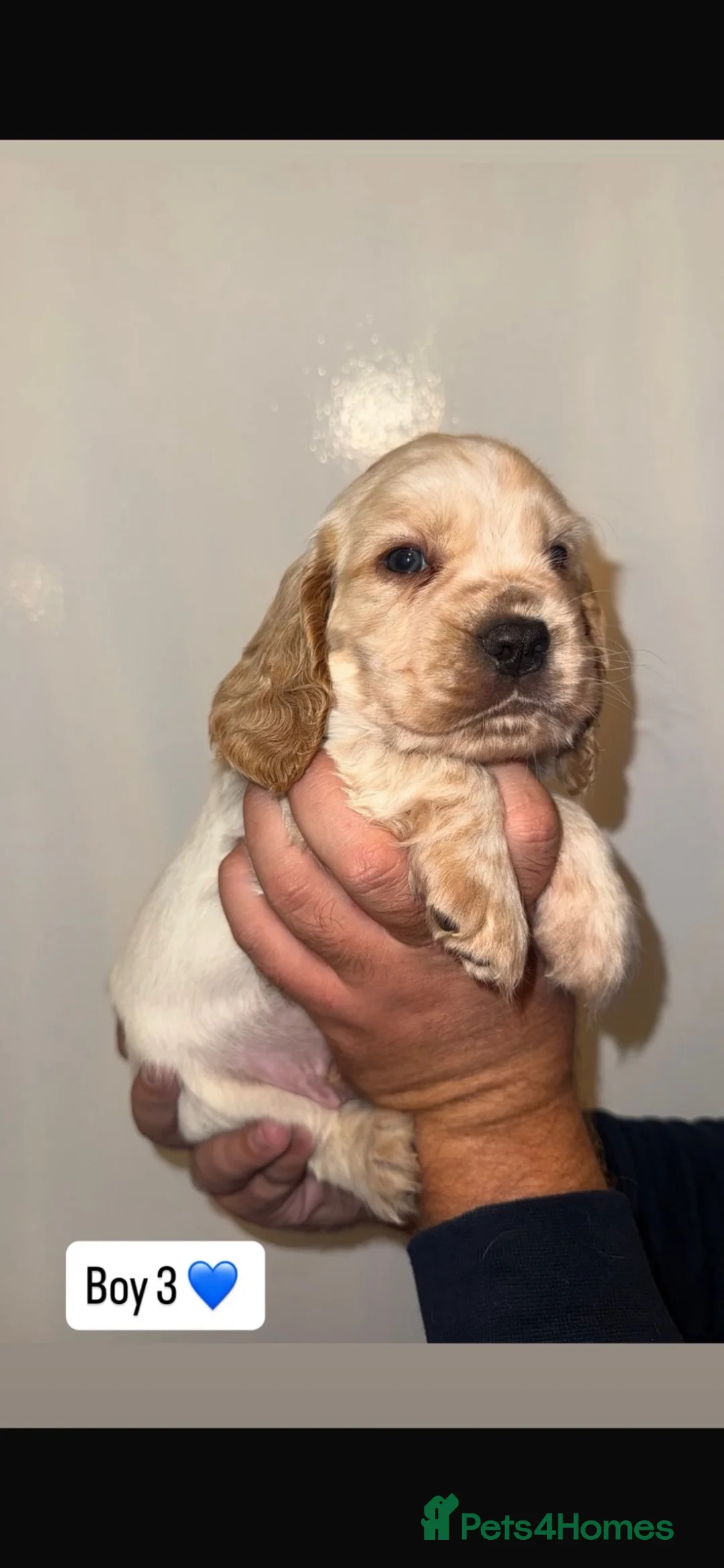 Cocker Spaniel dogs for sale: Show type 🐾 cocker spaniel puppy’s  - Advert 2