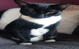 Mixed Breed cats for sale: Susie  - Image 1