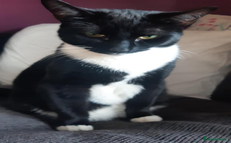 Mixed Breed cats for sale - Advert 1