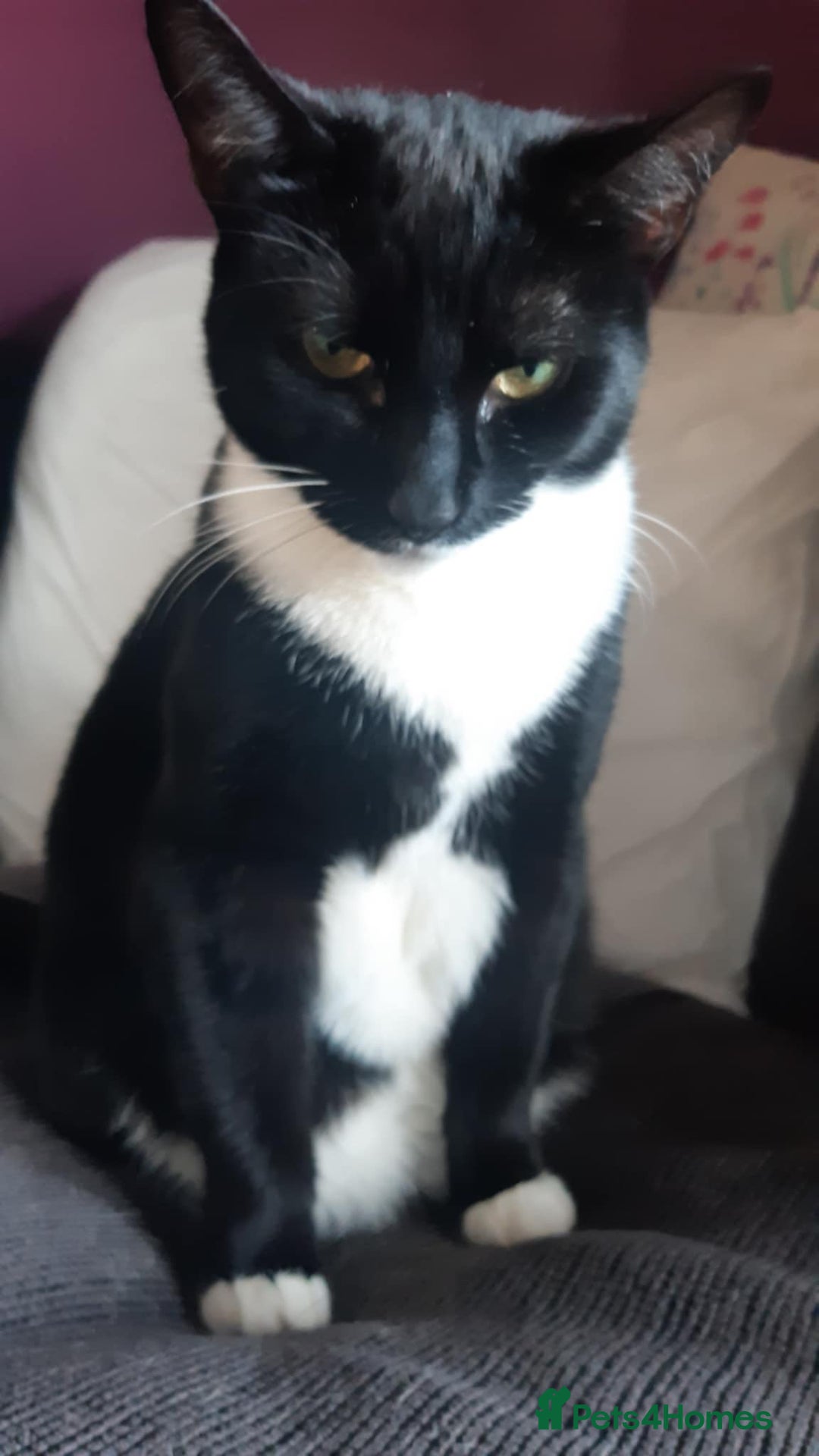 Mixed Breed cats for sale: Susie  - Image 1