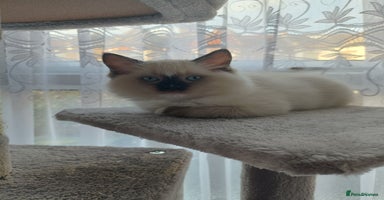 Ragdoll cats - Advert 8
