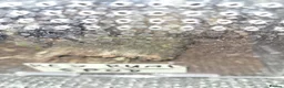 Spiders invertebrates for sale: 13 tarantulas  in Gainsborough - Advert 4
