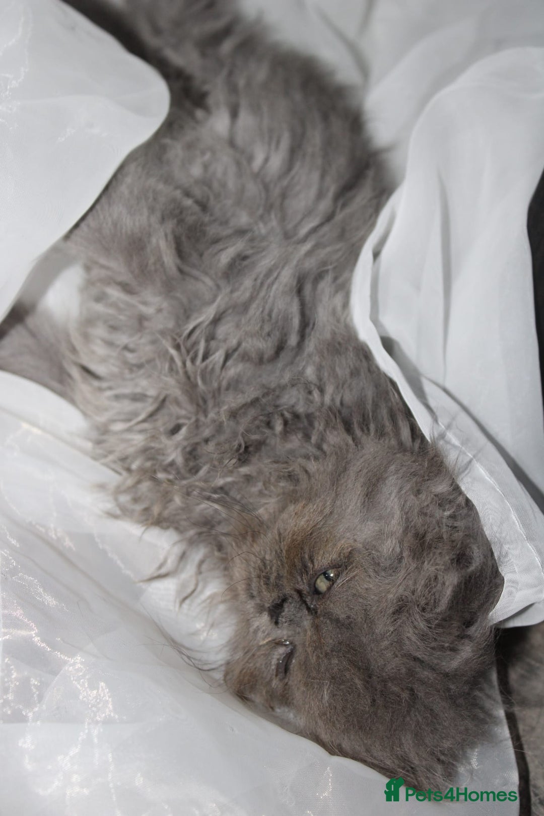 Persian cats for sale: Beautiful Female Kittens Ready for Loving Homes - Advert 2