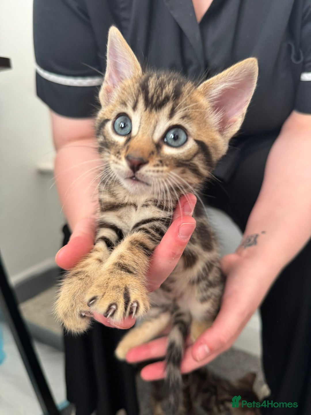 Bengal cats for sale: Beautiful Bengal mixed kittens - Image 10