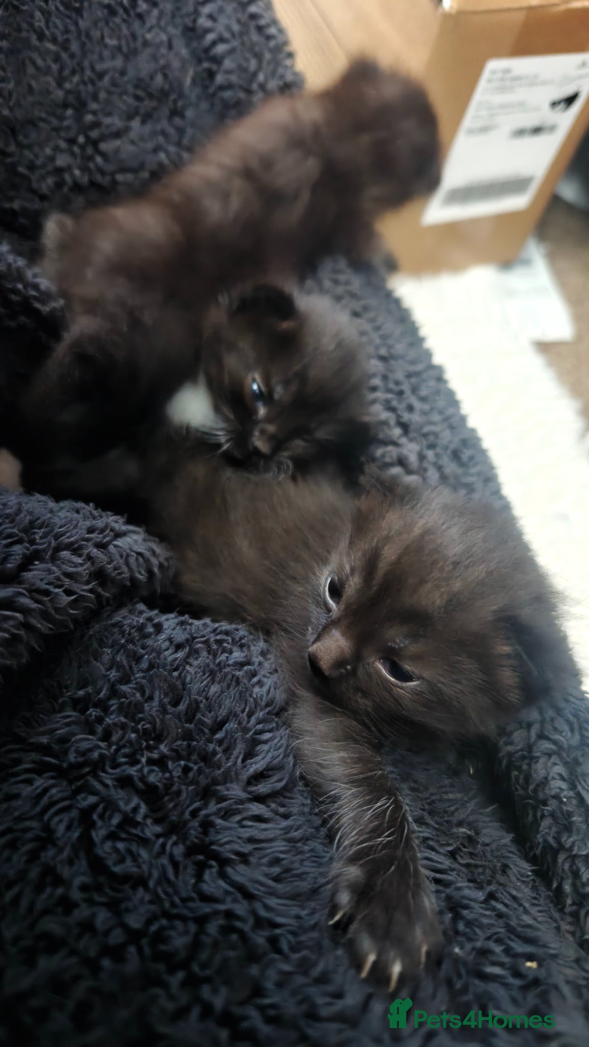 Mixed Breed cats Beautiful Ragdoll X Kittens - Advert 7