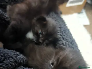 Mixed Breed cats Beautiful Ragdoll X Kittens - Advert 2