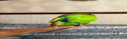 Budgerigars birds for sale: Harness trained English budgie - Advert 8