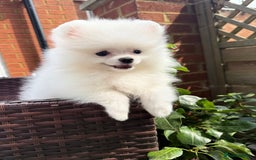 Pomeranian dogs for sale: Pom bears looking for loving homes❤️ - Image 7