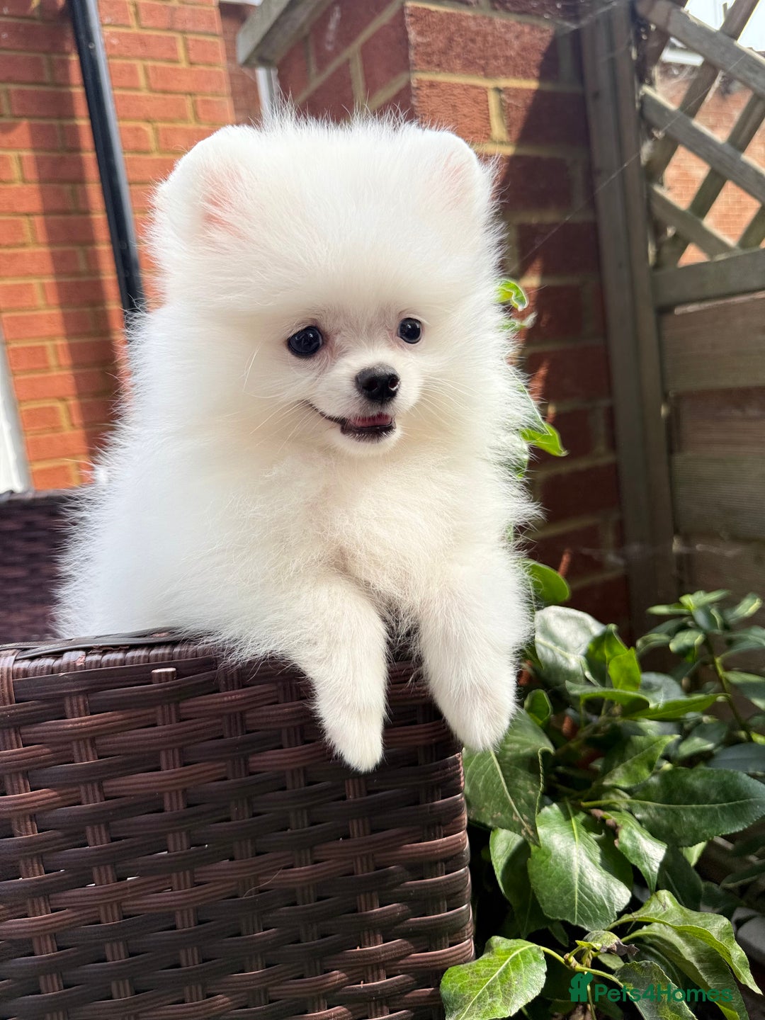 Pomeranian dogs for sale: Pom bears looking for loving homes❤️ - Image 7