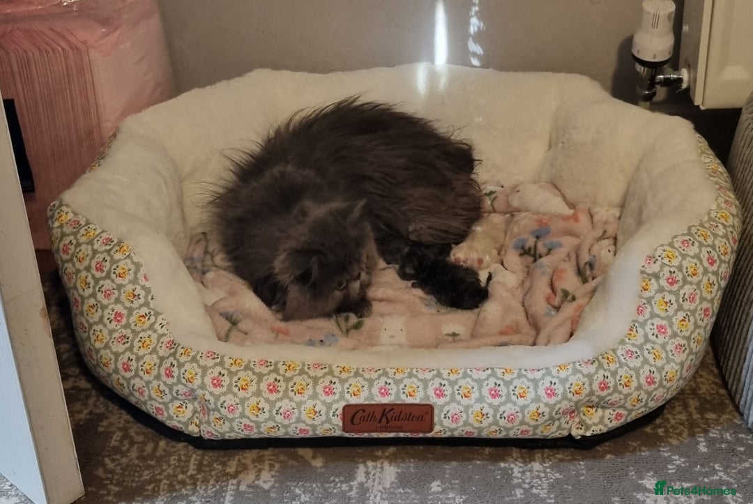 Persian cats for sale: Beautiful newborn persian kittens - Image 4