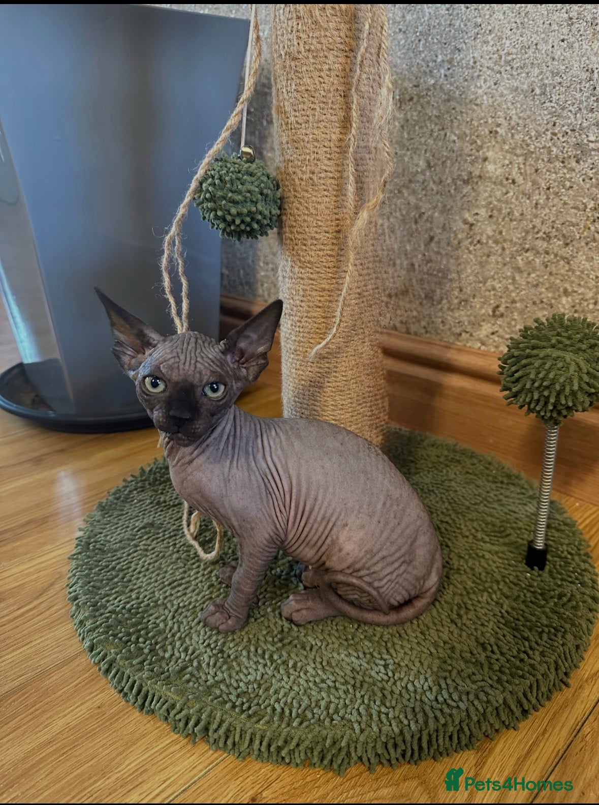 Sphynx cats Unique Sphynx & Elf Sphynx Kittens for Sale😊 - Advert 2