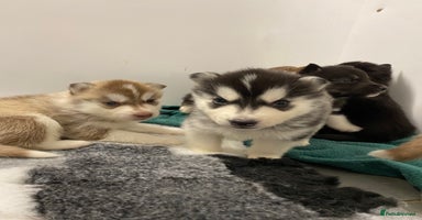 Siberian Husky dogs - Advert 13