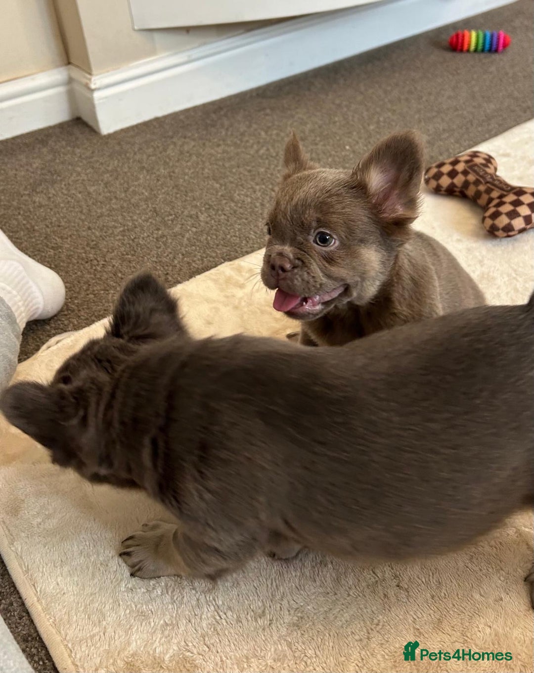 French Bulldog dogs for sale: Kc registered french bulldog pups fluffy Isabella  - Image 7
