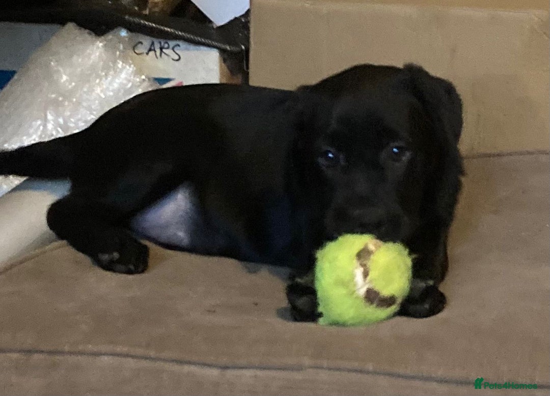 Labrador Retriever dogs for sale: Beautiful Labrador Puppies for Sale - Advert 4