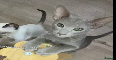 Oriental cats Oriental kittens  - Advert 4