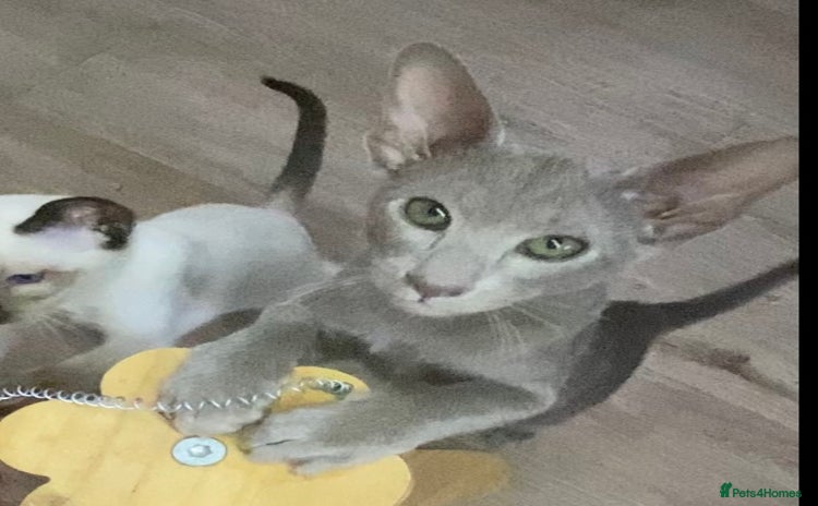 Oriental cats Oriental kittens  - Advert 2