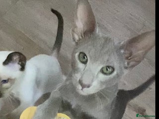 Oriental cats Oriental kittens - Advert 1