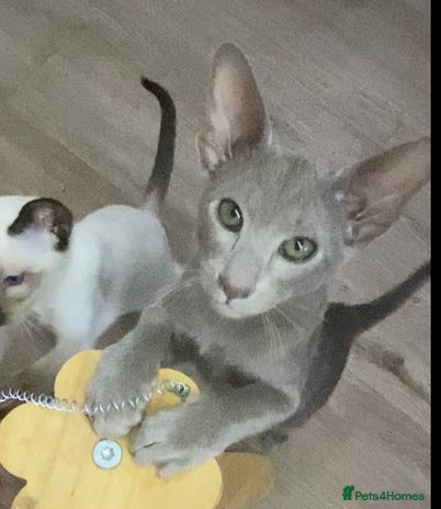 Oriental cats Oriental kittens - Advert 2