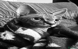 Sphynx cats for sale: Beautiful male sphynx cat - Image 3
