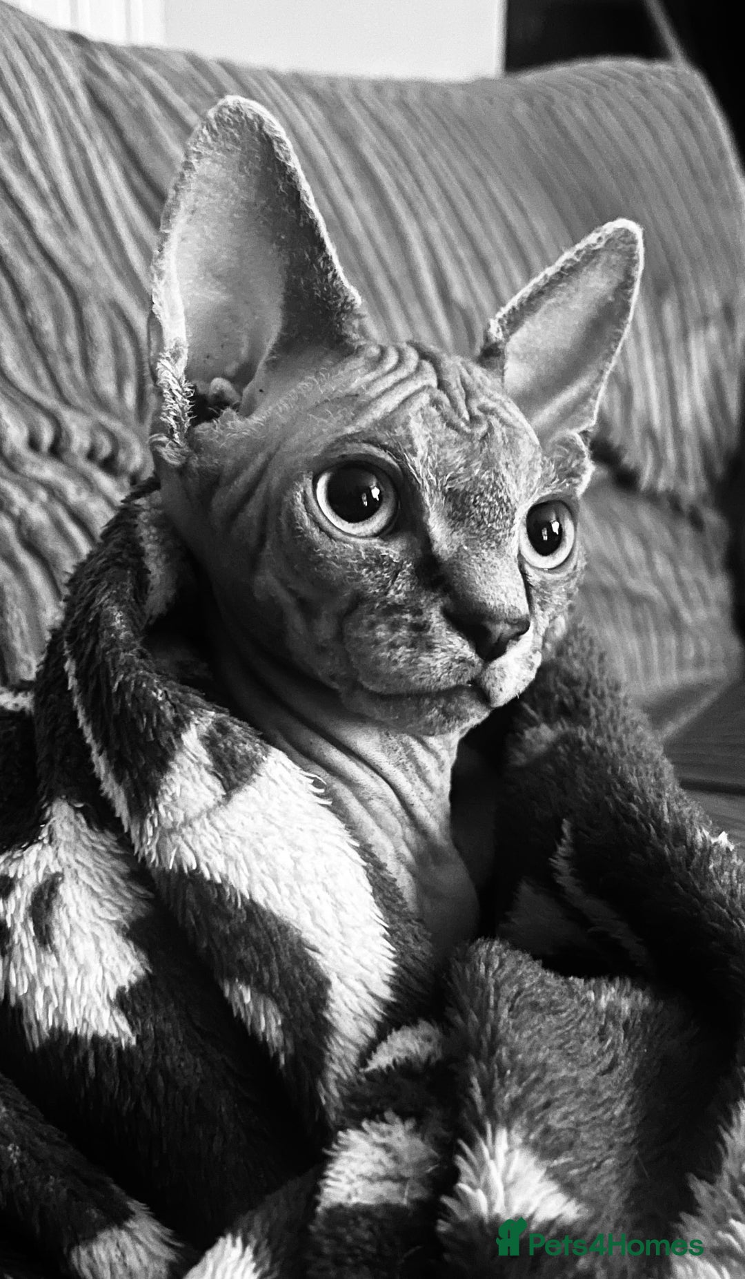 Sphynx cats for sale: Beautiful male sphynx cat - Image 3