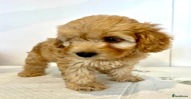 Cockapoo dogs - Advert 2
