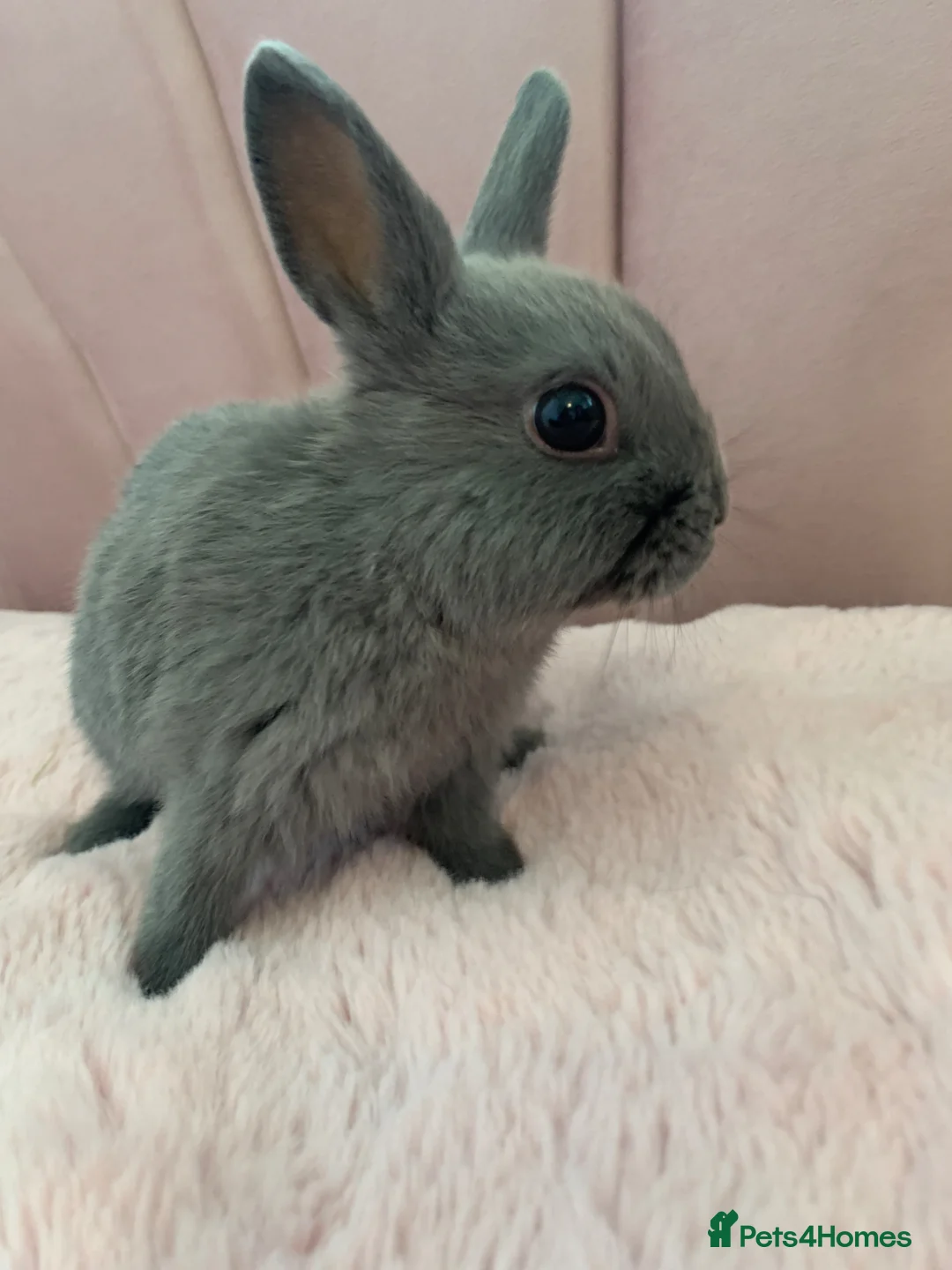 Rex rabbits for sale: Baby Rabbits - Advert 4