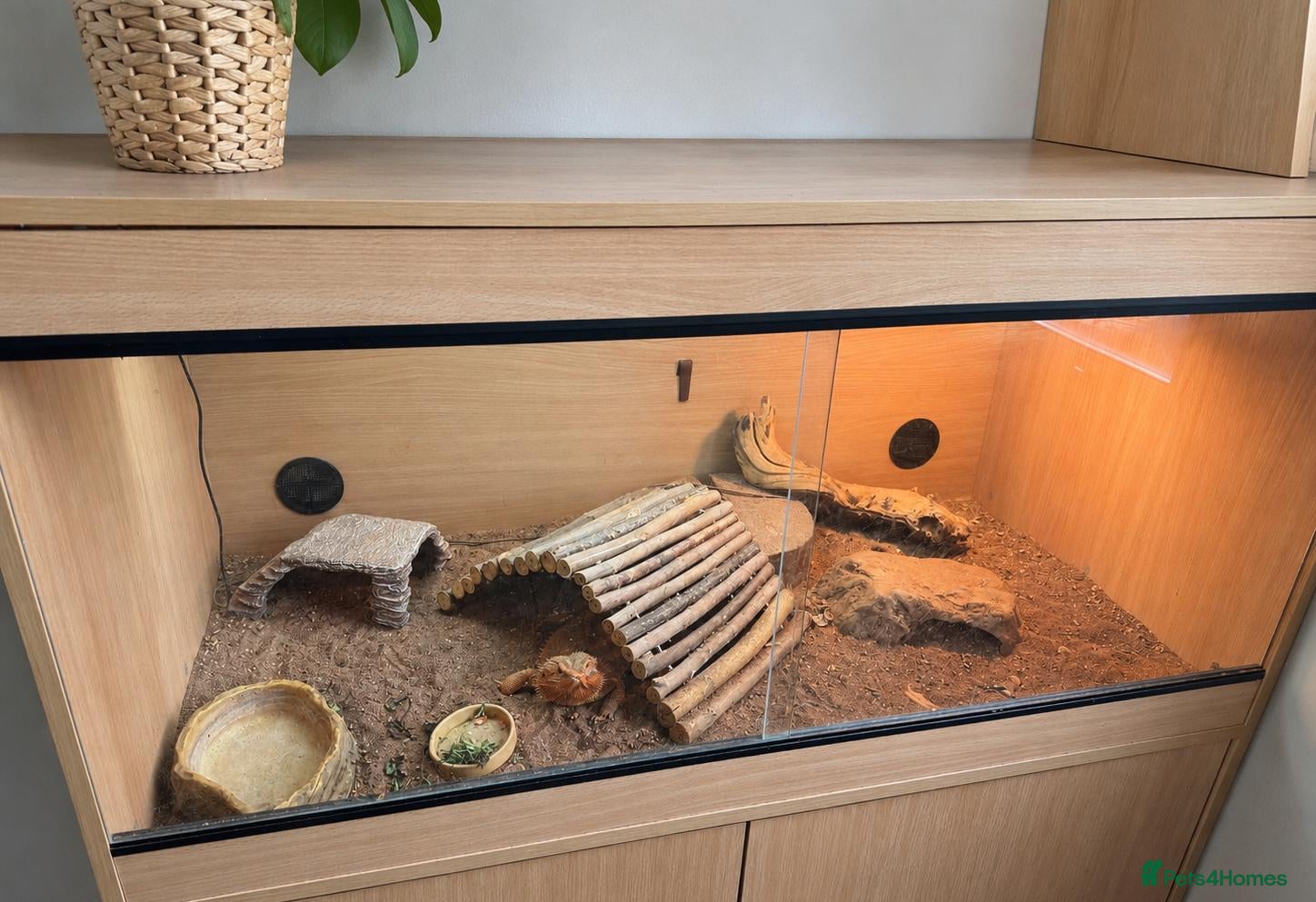 Bearded Dragon reptiles Bearded dragon, male, 3 years, vivarium and lights - Advert 2