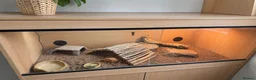 Bearded Dragon reptiles for sale: Bearded dragon, male, 3 years, vivarium and lights in London - Advert 2