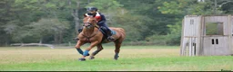 Irish Thoroughbred horses for sale: Rosie 16.2hh 7 yo TB- mare  - Advert 2