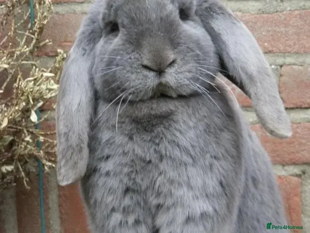 French Lop rabbits for sale: 8 weeks Stunning XL French lops - Advert 2