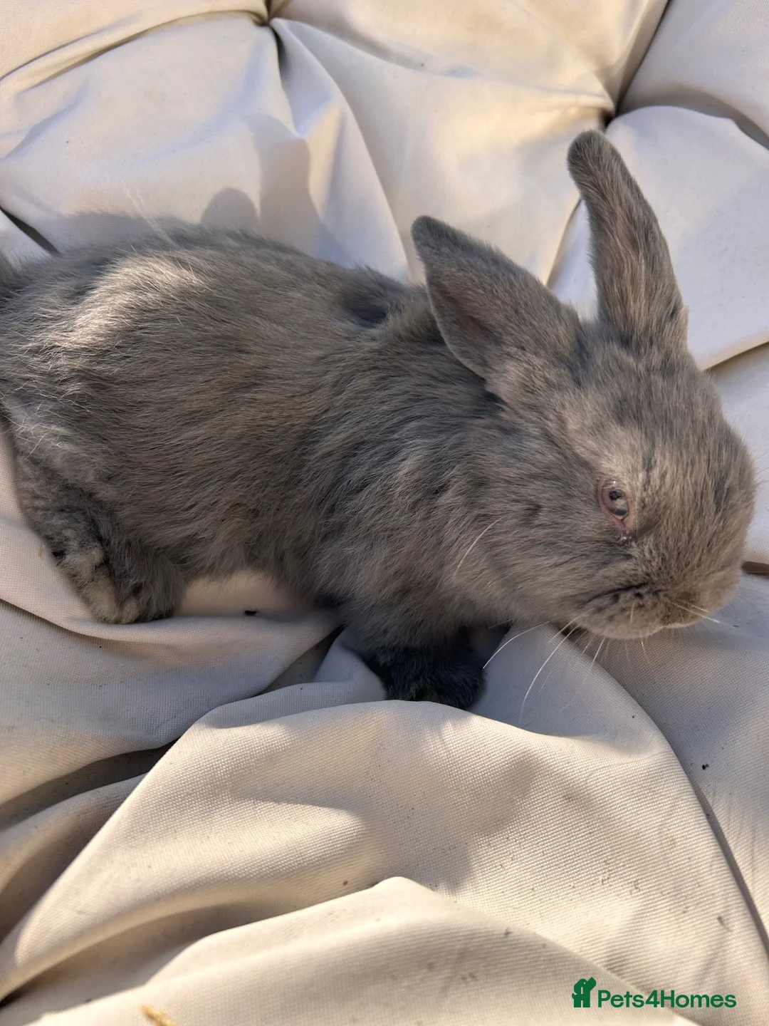 Mixed Breed rabbits for sale: Baby bunnies lol cross - Advert 4