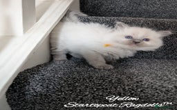 Ragdoll cats for sale: GCCF Pedigree Ragdoll Kittens Champion Lines - Image 8
