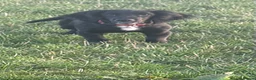 Cocker Spaniel dogs for sale: Gorgeous Black Cocker Spaniel Dog Puppy  - Advert 3