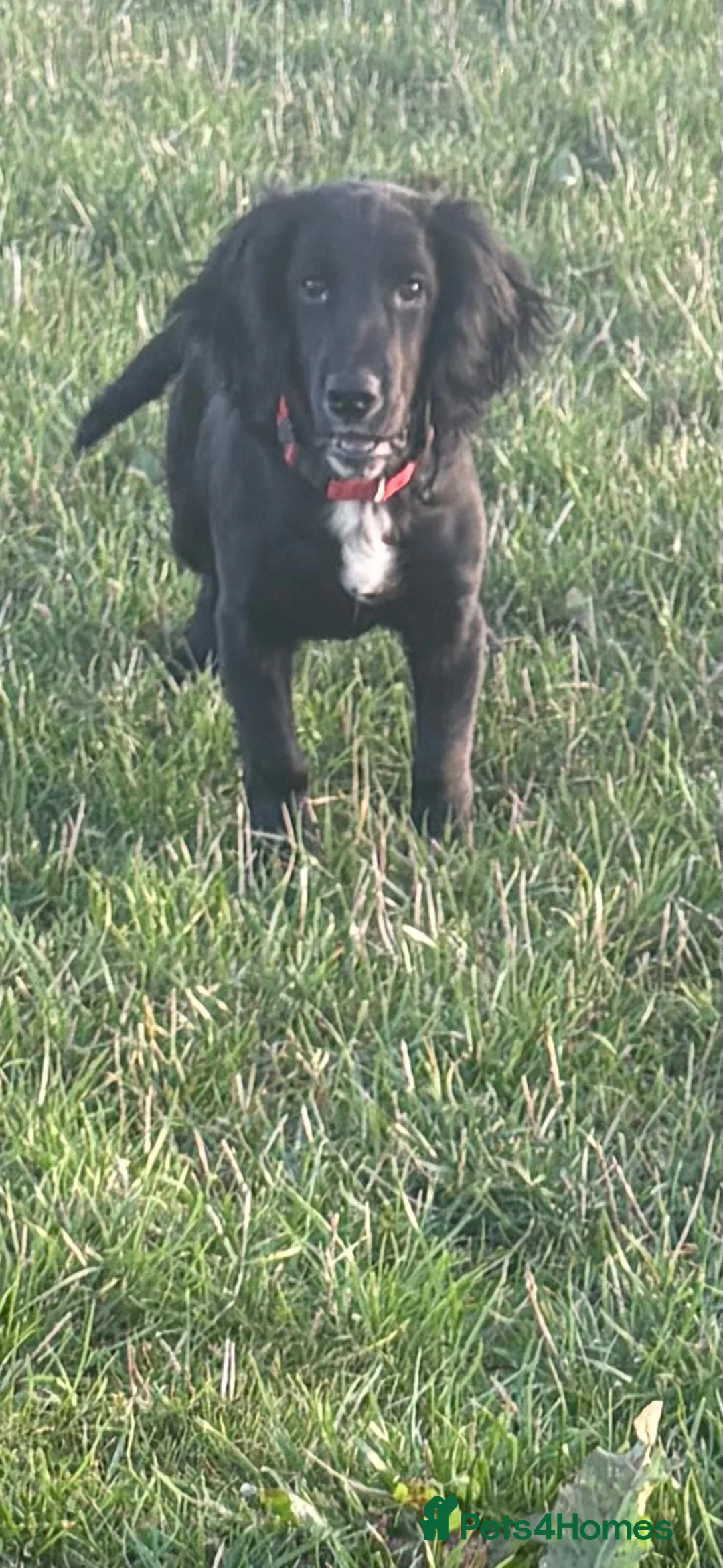 Cocker Spaniel dogs for sale: Gorgeous Black Cocker Spaniel Dog Puppy  - Advert 3