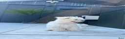 Maltese dogs for sale: Pure Korean Meltese puppies for sale - Advert 6