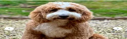 Mixed Breed dogs for sale: ❤️❤️ AUSTRALIAN GOLDENDOODLES ARE COMING SOON❤️❤️ in Northallerton - Advert 10