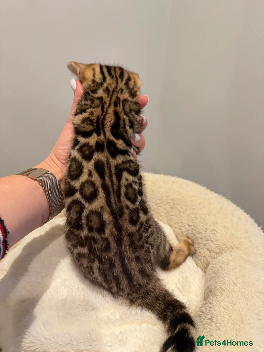 Bengal cats for sale: Bengal kittens 🥰🥰🥰🇬🇧🇬🇧🇬🇧 - Advert 6
