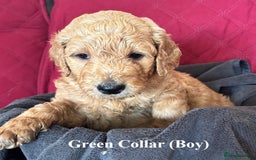 Goldendoodle dogs for sale: Goldendoodle Puppies - Health Tested Parents - Image 5