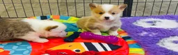 Welsh Corgi Pembroke dogs for sale: 🦊 Beautiful Corgi Puppies 🦊 - Advert 4