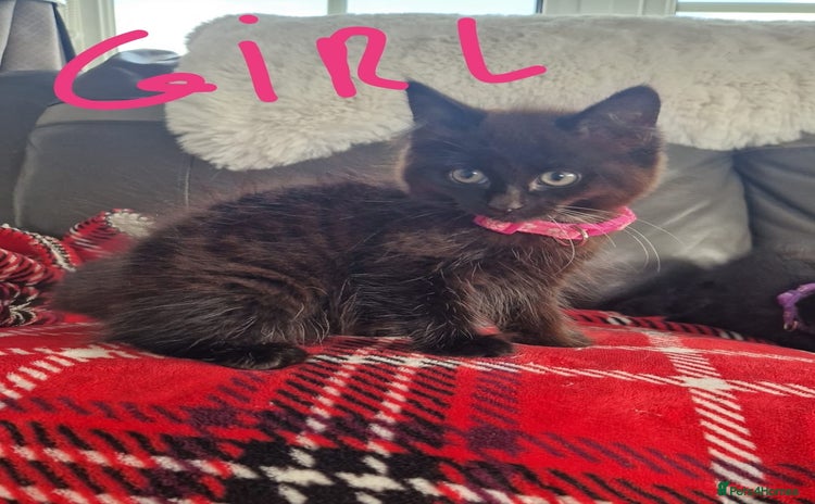 Mixed Breed cats - Advert 15