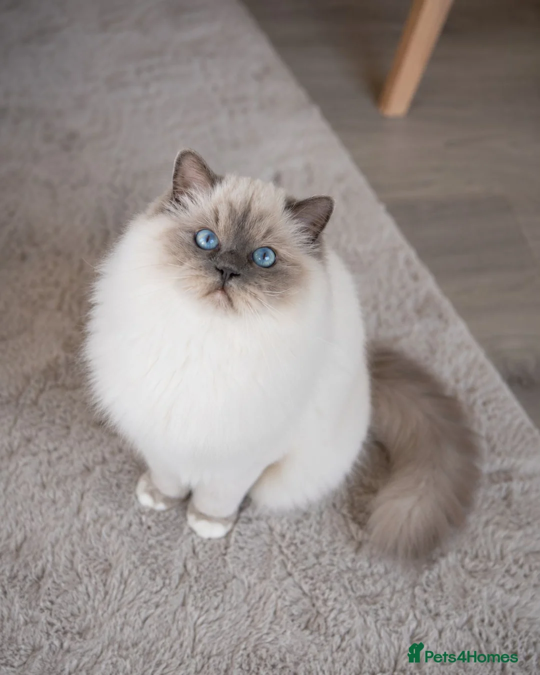 Ragdoll cats for sale: Retired Ragdoll Queen Looking for Forever Home - Advert 4