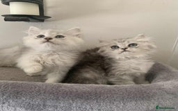 British Longhair cats for sale: British Longhair CH Pedigree Silvers  in Bournemouth - Image 7