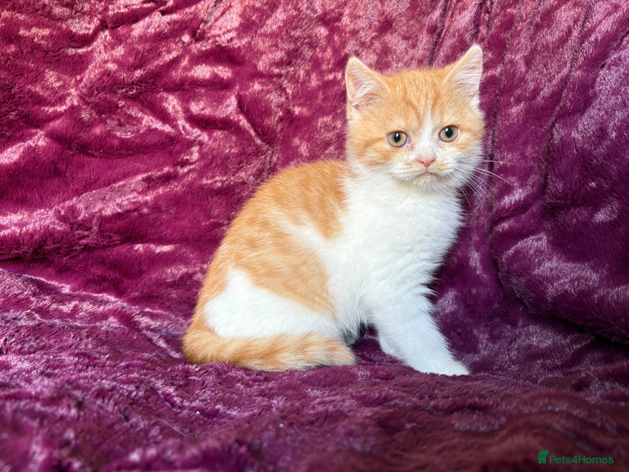 British Shorthair cats 3 BSH boys looking for their families - Advert 1