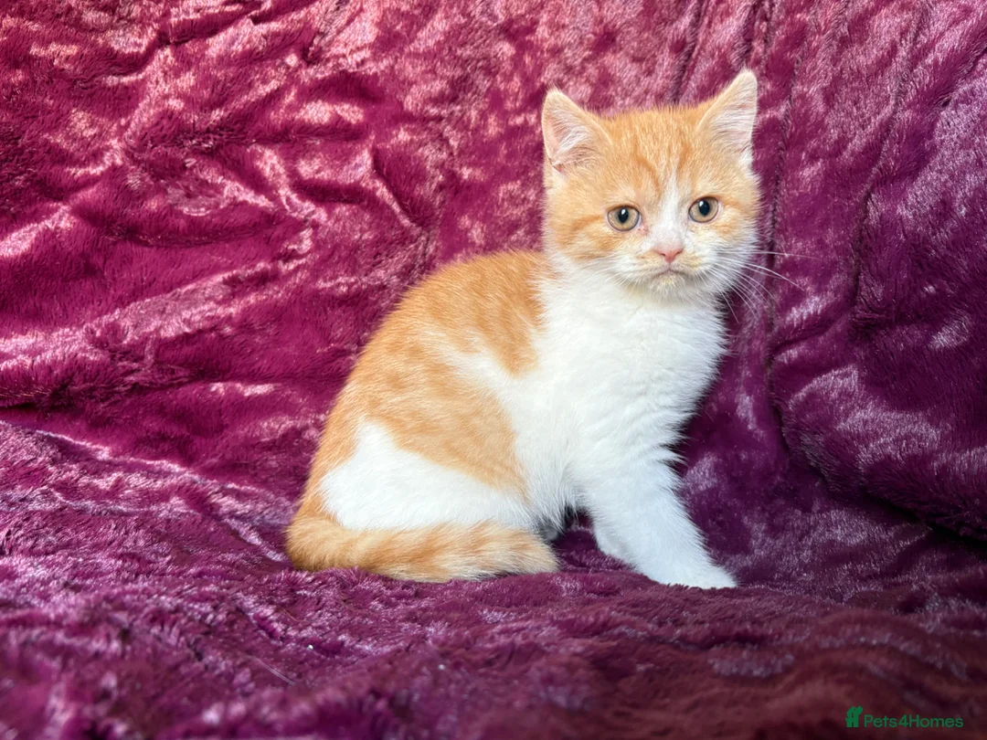 British Shorthair cats for sale: 3 BSH boys looking for their families - Advert 1