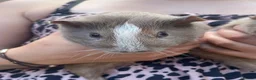 Guinea Pig rodents for sale: Guinea pigs ready now  - Advert 3